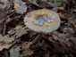 Óriás selyemgomba (Amanita ceciliae), Budai-hegység
